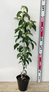 ΎR@ti΃}{EVj iQbREj@c؁@5A