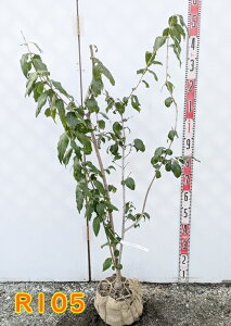 yiz\VEoCifSX~j@c؁@1.2m