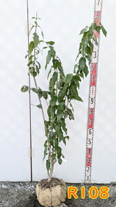 yiz\VEoCifSX~j@c؁@1.2m