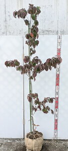 【来期花芽付き/現品発送】花水木(ハナミズキ) 赤花 苗木 樹高1.8m K143