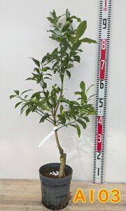 yIׂ錻izLJ@Ղ܂(v`})@c؁@5.5