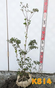 yIׂ錻izxjhE_ccW(ghE_ccW)@֎@c؁@70cm`