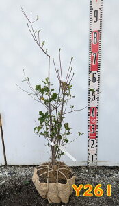 yIׂ錻izxjhE_ccW(ghE_ccW)@֎@c؁@70cm`