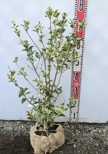 A(tCqCM) ȕA(V}qCM) @c؁@60cm