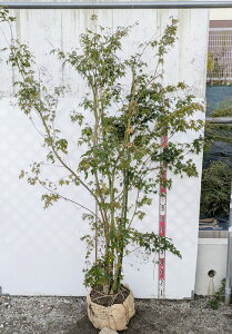 yizCn~W@c؁@@2m@N849sV΂̗ƍgty߂c؁t