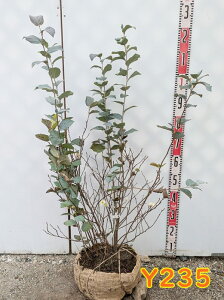 yIׂ錻izԖiVoi}TNj@tHTM@u[Vh[@@c؁@90cm