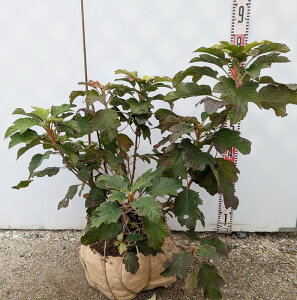 yiY233/OǗczJVoAWTCizԁEjd炫iXm[t[Njc؁@劔@50cm@c