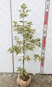 yi/Y234zΎR@ti΃}{EVj c؁@1m