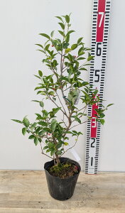 \S(N\S)@iXj@5 c(d10)