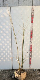 【現品】アオダモ　株立ち　苗木　樹高1.5m GA04