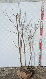 【現品発送】アオダモ　株立ち　苗木　樹高1.5m　Y232