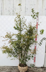 yizCn~W@@c؁@1.6myY250zsV΂̗ƍgty߂c؁t