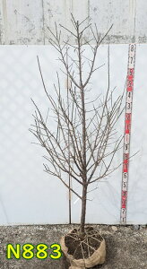 yiz~iEjg~iJSV}REoCj@@c؁@1.7m@N883