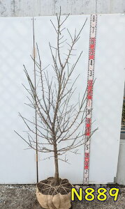 yIׂ錻iz~iEjg~iJSV}REoCj@c؁@1.5m