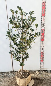 yi/肠ziTJLj@c؁@90cm@Y249