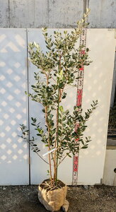 yiztFCWA@@c؁@c@ 1.6m@Y252y̏𖞂񂹊z