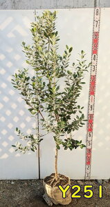 yIׂ錻iztFCWA@A| c؁@1.3m`yiz