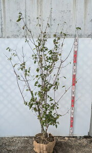 yiz}QcEoCiX~j@ c؁@1.8myG520z