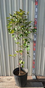 yizxjJGf@AJnimL bhTZbg@c؁@9@1.1m@T882