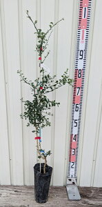 tBK[C@O[AXgr@c؁@3.5@H^Cv@ڂؕc