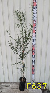 yiztBK[C@O[AXgr@c؁@ڂؕc@4