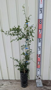 tBK[C@TVCCG[@3.5@H^Cv@c؁iڂ؁j