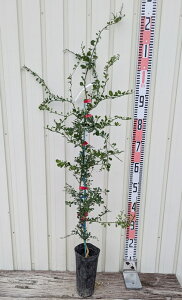 tBK[C@Wbh@JALI RED@c؁@3.5@H^Cv