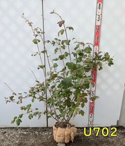 yIׂ錻izIIf}iro[ij@Xm[{[@c