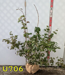 yIׂ錻izIIf}iro[ij@Xm[{[@c