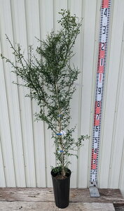 yi?502ztBK[C@sNp[@c؁@ڂؕc@5