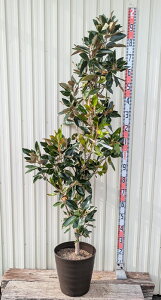 yiF631zlG炫^CT{N@gWF@c؁@10tO[Ay_[NuEz