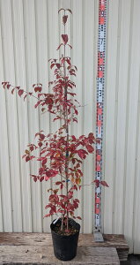 ΎR@ti΃}{EVj@ԉԁ@gr[@c؁@1.5m@8