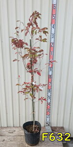 yizΎR@ti΃}{EVj@ԉԁ@gr[@c؁@1.2m