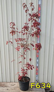 yizΎR@ti΃}{EVj@ԉԁ@gr[@c؁@1.2m