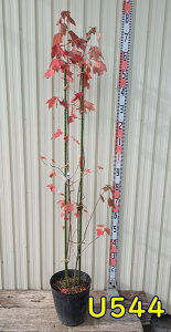 yIׂ錻izxjJGf@AJnimL bhTZbg@c؁@8