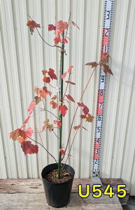 yiU545zxjJGf@AJnimL bhTZbg@c؁@90cm@8