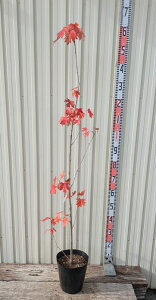 yiU546zt[}j[JGf()@I[^u[Y @c؁@1.3m@7