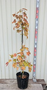 yiT881zt[}j[JGf()@I[^u[Y@ 1.3m@c