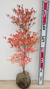 hE_ccW@c @50cm scAԁAgt؁AAȂǂɁt