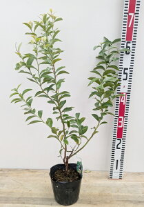 u[x[ u[V[ c؁@5yrbgACnz