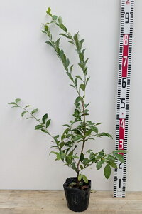 u[x[@OA@c؁@5@yrbgACnz