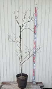 yizAJniYIE@|[[@c؁@10tO[A@AK917