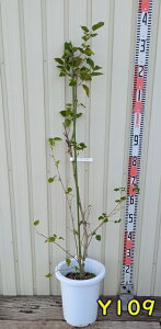 yIׂ錻izlGLY}x[@VbgX@c