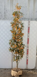 yizLNZCi؍ҁj c؁@1.9m@S684