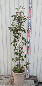 yiA703/ԉtzΎR@ti΃}{EVj iQbREj@c؁@10A