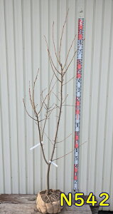 yIׂ錻izW[x[@o[i@c؁@1.8m