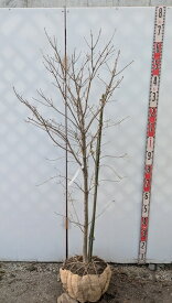 【現品】アオダモ 株立ち　苗木　樹高1.4m　G420