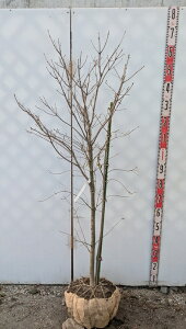 yizAI_ @c؁@1.4m@G420