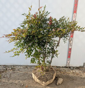 yizԓViAJiejc؁@劔@80cm@12221