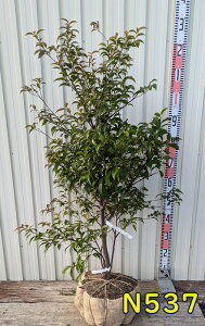 yIׂ錻iz΃GSmLigLGSmLjc